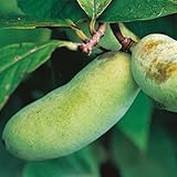 ポポー苗木　ウェールズ（接木2年生）