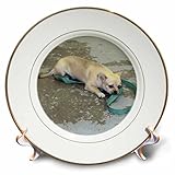 ジャッキー・Popp Wildlife N Natureパグ犬 – チワワ – プレート 8" cp_23807_1