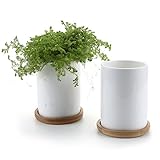 T4U 7CM 陶器鉢 白 円筒 植木鉢 多肉植物 サボテン鉢　竹トレイ付き 2個入り