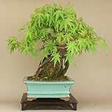 いよじ園 【】 山モミジ 石付 貴風盆栽 （いよじ園）