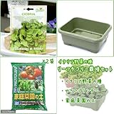 イタリア野菜の種 リーフチコリー・トリエステを育てよう たのしい栽培セット 家庭菜園