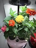 都市農業園芸植物成長マシン水文化花3穴テーブルランプ花の苗魚の養殖アクセサリー , milk white