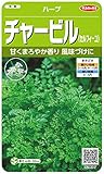 サカタのタネ 実咲ハーブ8077 チャービル(セルフィーユ) ハーブ 00928077