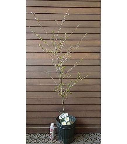 Amazon.co.jp: シャラの木 沙羅ピンク花 夏椿苗 沙羅の木 : DIY・工具