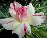 40 Fresh seedsアデニウム アラビカム オベスム 砂漠のバラ種子(40粒)塊根植物種子Adenium obesum Desert Roses seeds no161-Double-Venu
