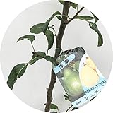 洋梨 苗木 ルレクチェ 12cmポット苗 洋なし 苗 洋ナシ ル・レクチェ