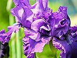 【1年間枯れ保証】【球根】ジャーマンアイリス/紫 15cmポット