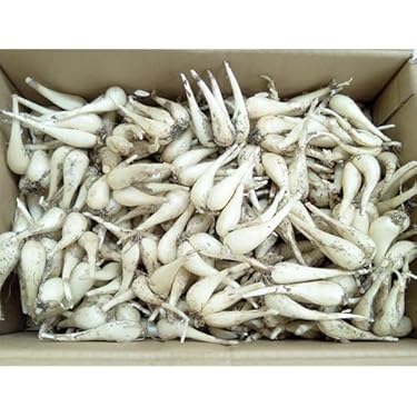 Amazon.co.jp 売れ筋ランキング: らっきょう の中で最も人気のある商品です