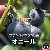 ブルーベリー 苗 オニール サザンハイブッシュ系2年生苗 blueberry