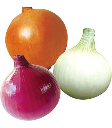 Amazon.co.jp: 野菜球根ホームたまねぎ赤10球☆ポンと置くだけ玉ねぎ