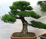 100pc/lot Hot Selling Pine Tree Seeds Pinus Thunbergii Seeds Bonsai Seeds Potted Landscape Home Gard