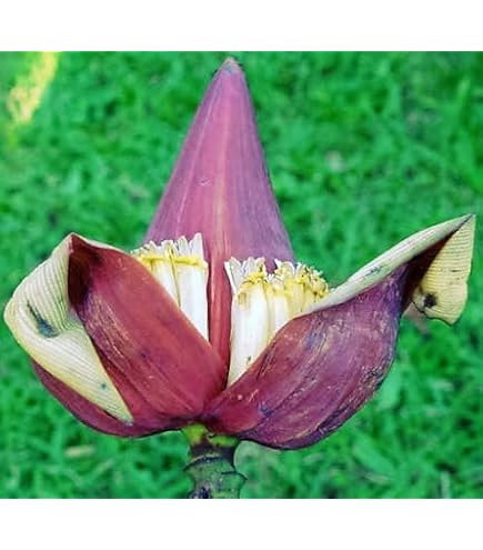 Amazon | スノーバナナ（エレファントバナナ）の種(10粒) | 果物