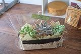 花由 ３種の多肉植物 in ブリキバスケット～ラッピングしてお届け【5日後以降のお届け】
