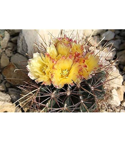 Amazon.co.jp: 【種子】Copiapoa grandifolora ssp. Grandiflora