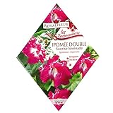 [春まき　花タネ][フランス花の種]アサガオ ダブル サンライズセレナーデ* ノーブランド品