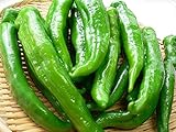 とうがらし苗　万願寺とうがらし　3号ポット15株セット・野菜苗
