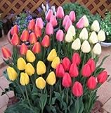 チューリップ球根　ダーウィンハイブリット　特大球　５０球入