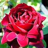 バラ苗 【オクラホマ （HT） 大輪 四季咲き】 2年生接木大苗 （スリット鉢）