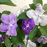 ニオイバンマツリ（ブルンフェルシア）7号鉢植え[香りの良い花が咲き続ける花木] ノーブランド品