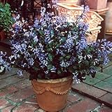 ☆プレクトランサス モナラベンダー １株