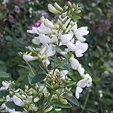 萩[ハギ]：シロバナハギ（白萩・白花萩）3～3.5号ポット 2株セット[ミヤギノハギの白花品種] ノーブランド品