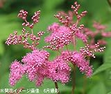 山野草:桃花キョウカノコ(京鹿の子) 15cmポット大株苗【紫桜館山の花屋】