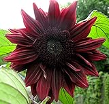299.珍しい黒いヒマワリ。Sunflower BLACK MAGIC (ALMOST BLACK　10粒) [並行輸入品]