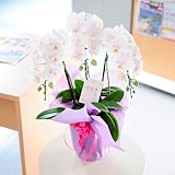 胡蝶蘭ミディ　ファーストラブ　3本立　＜　開店祝い　移転祝い　誕生日のお祝い　記念日のお祝い　結婚祝いのフラワーギフトに　＞　【お届け日指定ＯＫ】