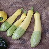 [野菜タネ]ズッキーニ：F1グリーンパンツ の種2袋セット[くせのないあっさりした味わい・春まき]