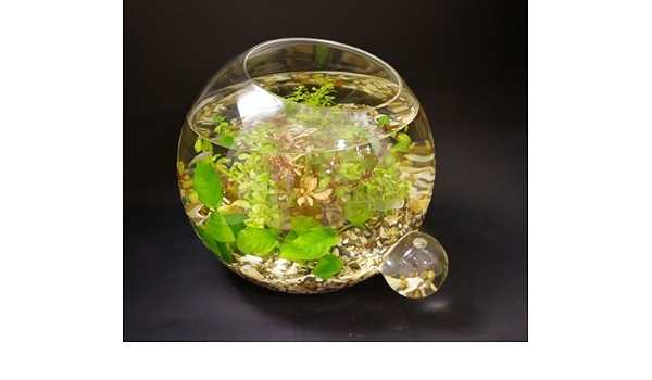Amazon おしゃれな花器 花瓶に入った熱帯魚 ろ過器 エアポンプの無い水のインテリア水槽 音も臭いもないアクアリウム ジョアンｄ インテリア オンライン通販