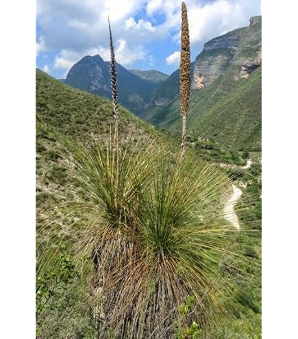 Amazon.co.jp: 【種子】Yucca Torreyiユッカ・トレリー◎耐寒性が強く