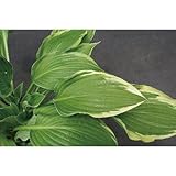 ギボウシ(擬宝珠)ホスタ・フレグラントブーケ(大株) 外斑入り 香りよし 植木 多年草