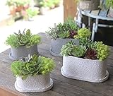 多肉植物 寄せ植え taniku デコボコ pot Mサイズ