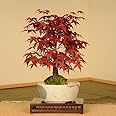 盆栽：出猩々もみじ(瀬戸焼鉢)*bonsai