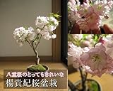 八重桜盆栽　　楊貴妃桜　　　とても　美しい　八重咲きの　サクラが　自宅で　手頃に楽しめちゃいます