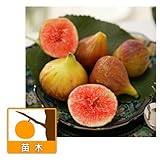 イチジク：ロードス4～5号ポット[ギリシャ産味のすばらしい極甘品種][苗木] ノーブランド品