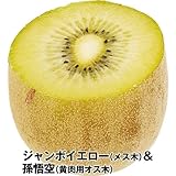 国華園　果樹苗　キウイ　ジャンボイエロー＆孫悟空(黄肉用オス木)　2種2株【※発送が国華園からの場合のみ正規品です】