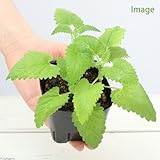 (観葉)猫草 キャットニップ ～ニャンコ大好きハーブ～ 3号(1ポット) 家庭菜園 本州・四国限定[生体]