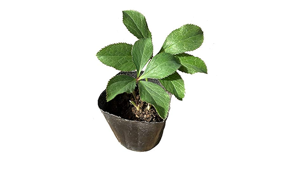 数量限定価格 常緑 24ポットセット クリスマスローズ 苗 ヘレボルス 寄せ植え グランドカバー 種 苗 Reinerdent3 Com