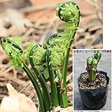 山菜苗:コゴミ [クサソテツ] 10.5cmポット苗【紫桜館山の花屋】