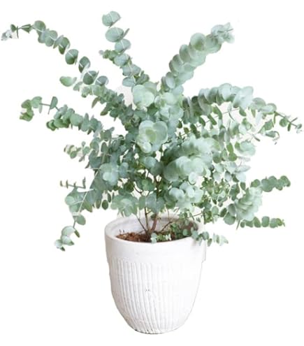 Amazon.co.jp: ベルガムナッツ トランペットユーカリ 苗 5セット