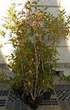 キンモクセイ 樹高80cm前後 10本セット