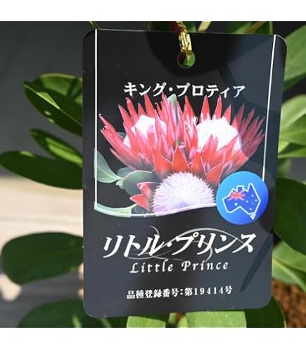 Amazon.co.jp: プロテア ニオベ 苗 : DIY・工具・ガーデン