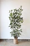 [送料無料] 自信の自家生産 ヒイラギモクセイ お得な3本セット　約120cm 防犯にもなります！ シンボルツリー 生垣 目隠し にオススメです！ 植木 庭木 苗木