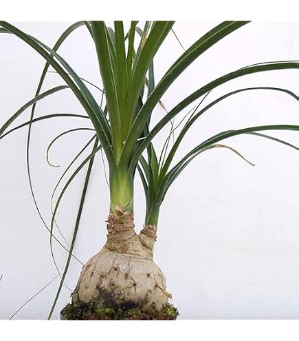 Amazon｜トックリラン ノリナ 斑入り 30番 観葉植物 ドライガーデン