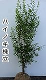 【ノーブランド品】 ハイノキ 樹高1.2m前後 根巻き /