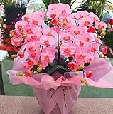 胡蝶蘭 【光触媒】 造花 ピンク ミディ５本立て 【ＣＴ触媒加工】