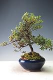 盆栽　花芽付き！皐月（さつき）（鶴翁）の鉢植え【現品】 2018春開花予定