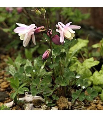 Amazon.co.jp: 白花ヨウラクツツジ 2.5寸ポット苗 : DIY・工具・ガーデン