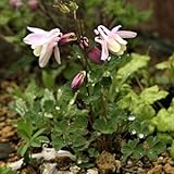 桃色深山オダマキ